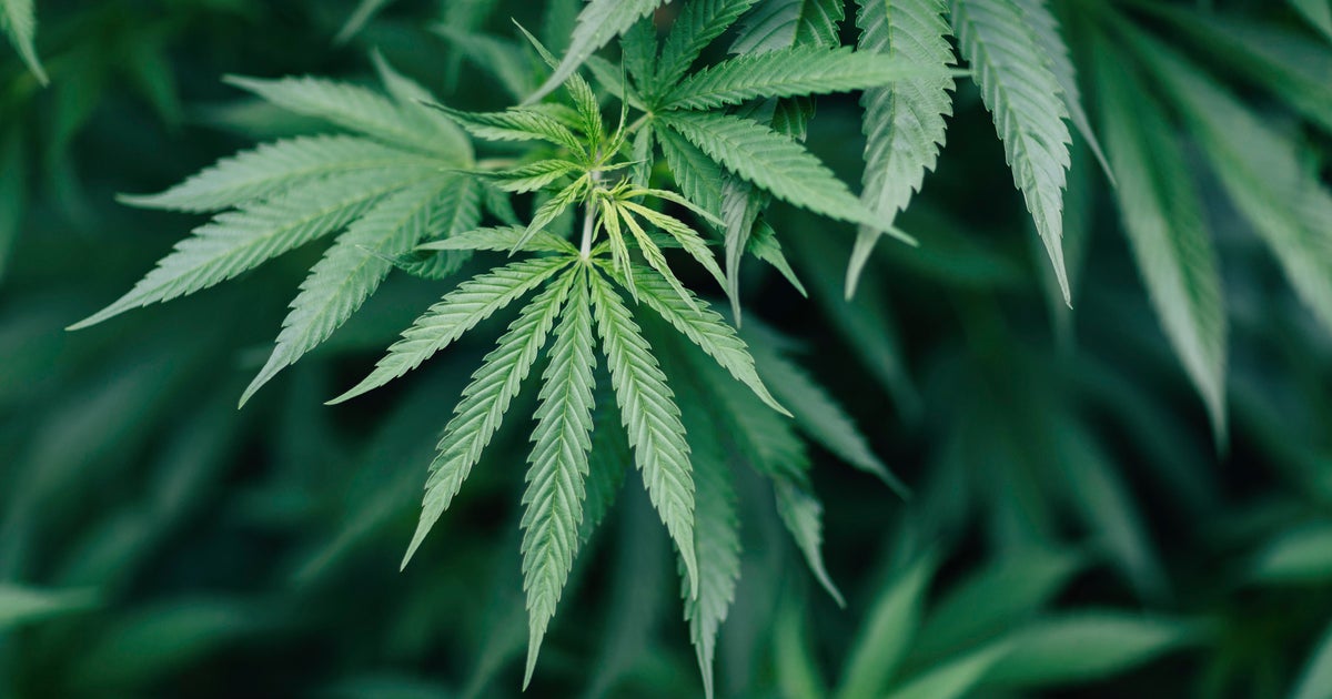 Florida Lawyer Typical Ashley Moody targets company in cannabis ballot combat Florida Lawyer Typical Ashley Moody targets company in cannabis ballot combat