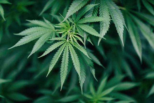 Close-up of marijuana plant growing outdoors 