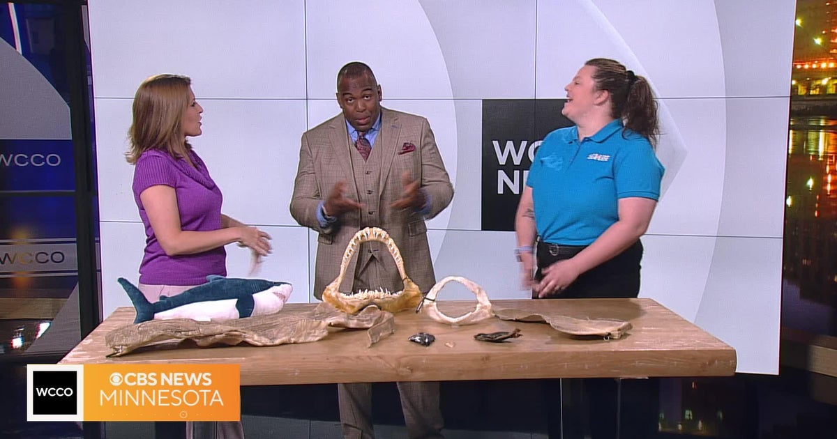 Celebrating Shark Week inside Minnesota's biggest aquarium CBS Minnesota