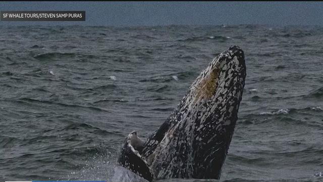 Whale spotted in San Francisco Bay 