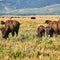 Man gored by bison in Yellowstone National Park after getting too close, NPS says