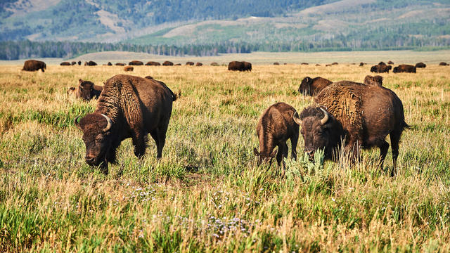 Bison Herd at Grass, Yellowstone National Park, USA 