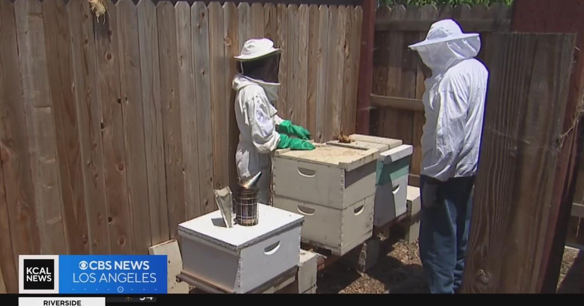 Compton volunteer shows the beauty of beekeeping People Making A