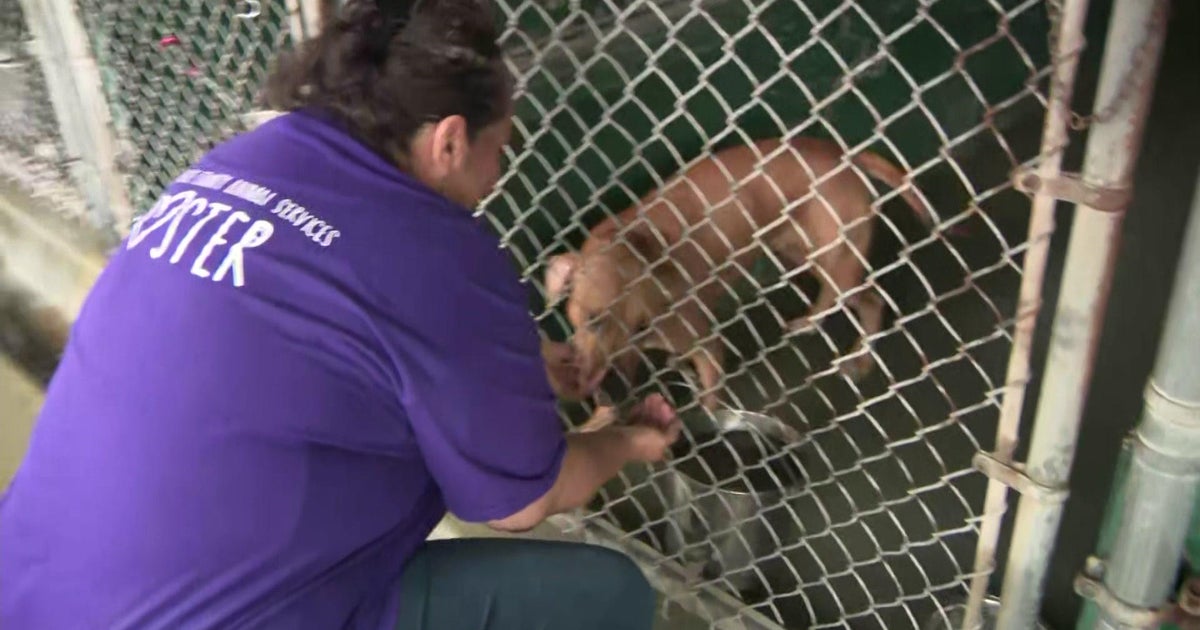 Immediately after issues created about facility, Miami-Dade Animal Companies sets file straight