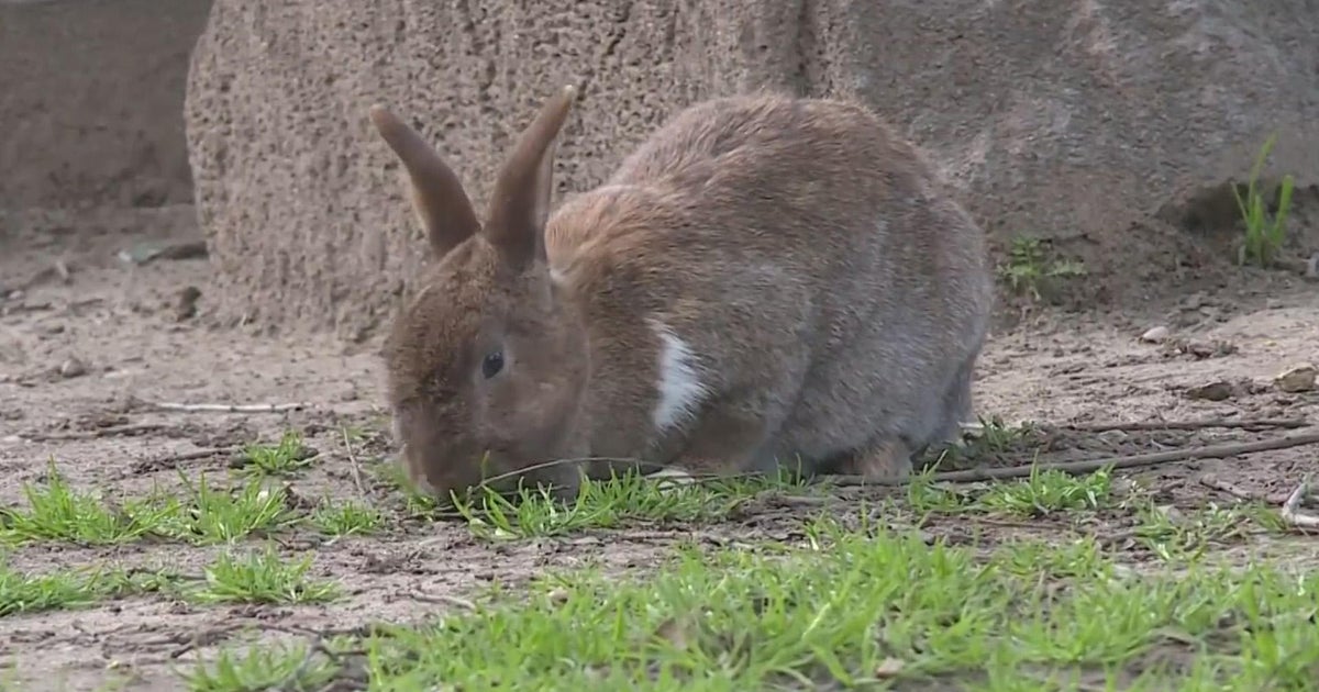 New efforts underway to rescue fluffles of rabbits abandoned at Citrus Heights park
