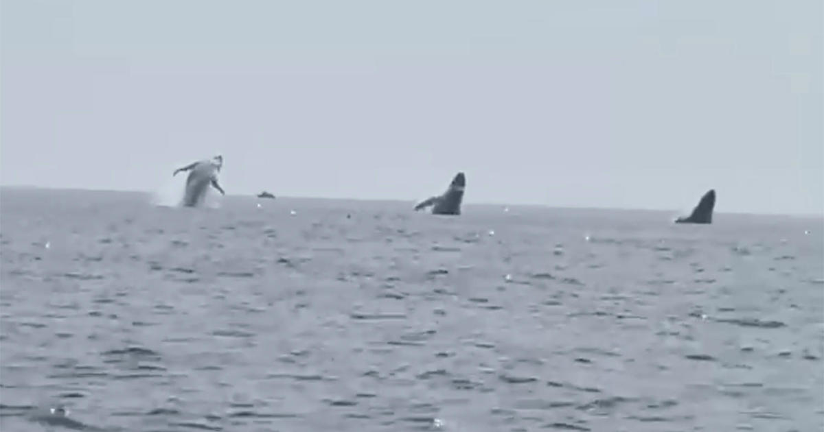 Incredible video shows 3 humpback whales jump in unison off Cape Cod: "Once in a lifetime"