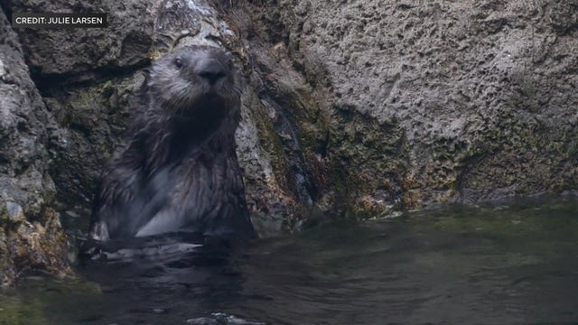 A southern sea otter pokes his head out of the water at the New York Aquarium. 