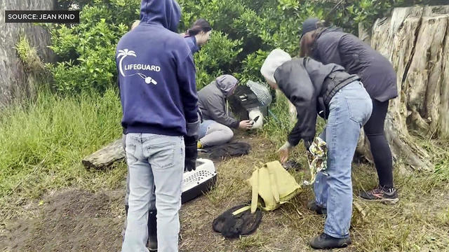 Rabbit Rescue in San Francisco 