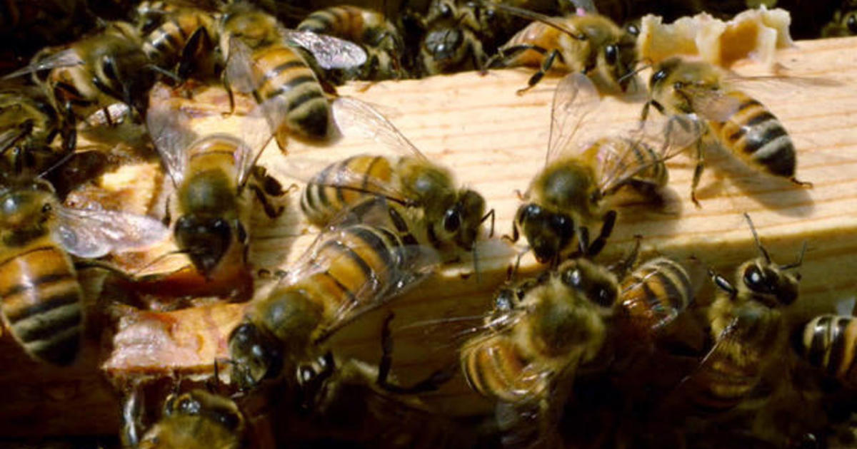 Urban beekeeping project works to restore honey bee populations with hives all over Washington, D.C.