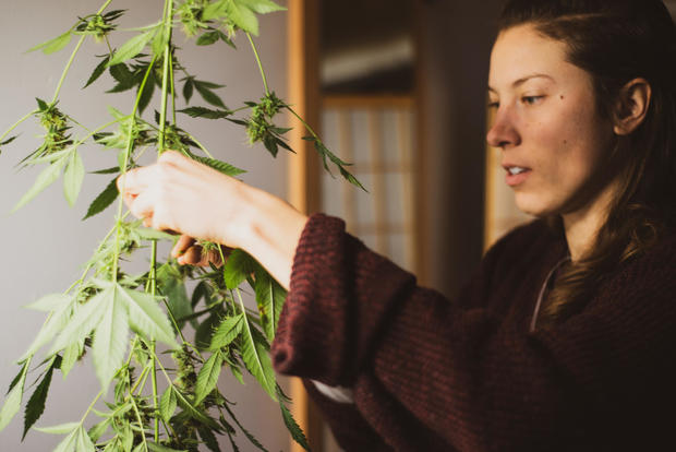 woman harvests buds from medicinal marijuana plant at home 