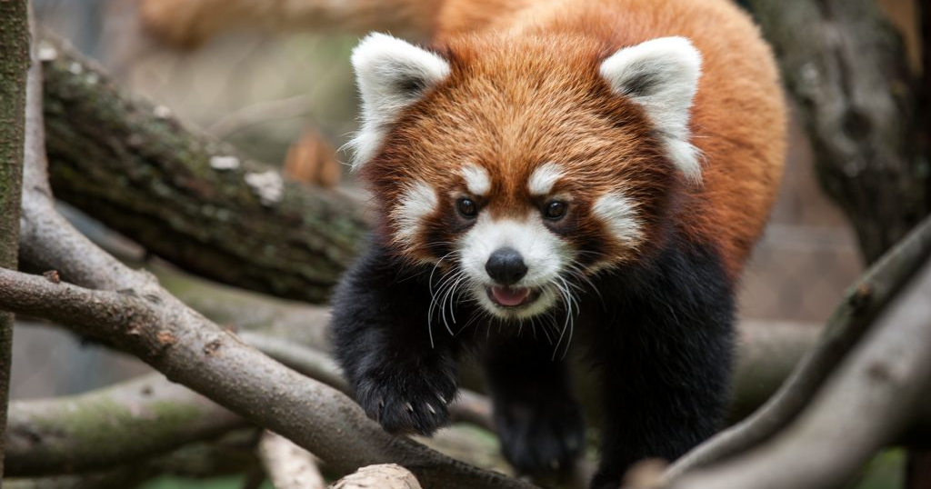 Red panda at Pittsburgh Zoo dies CBS Pittsburgh