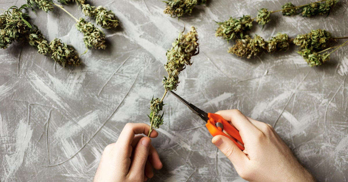 Trulieve adds  million to Florida recreational marijuana campaign Trulieve adds  million to Florida recreational marijuana campaign