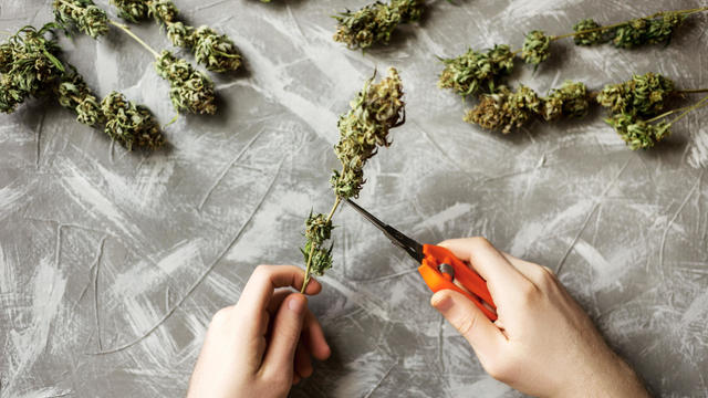 Man's hands cut branches with marijuana cones 