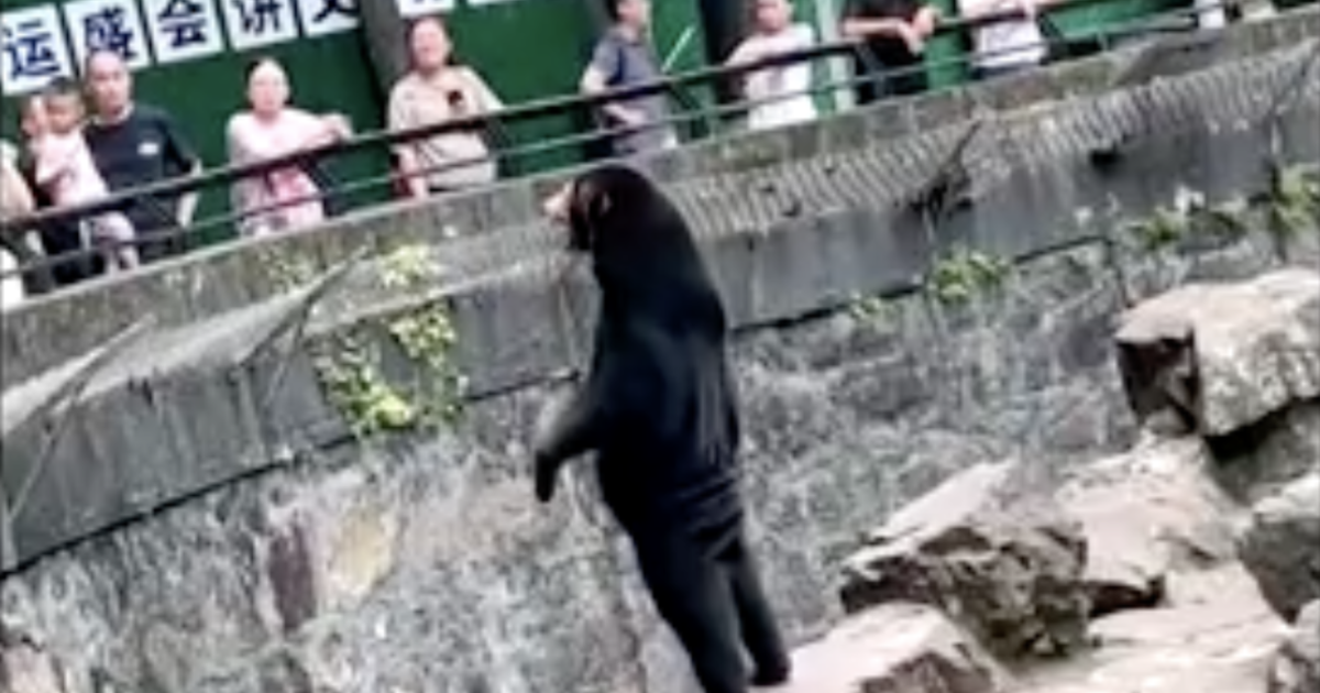 Зоологическа градина в Китай настоява, че това е мечка, а не човек в костюм на мечка