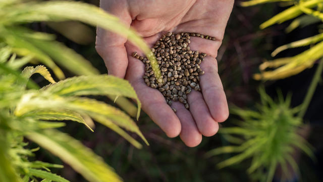Man pouring hemp seeds from hand to hand, on the field, close up shot 