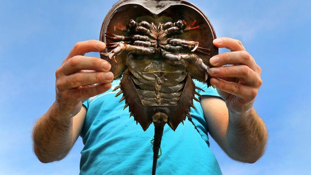 Horeshoe Crabs 