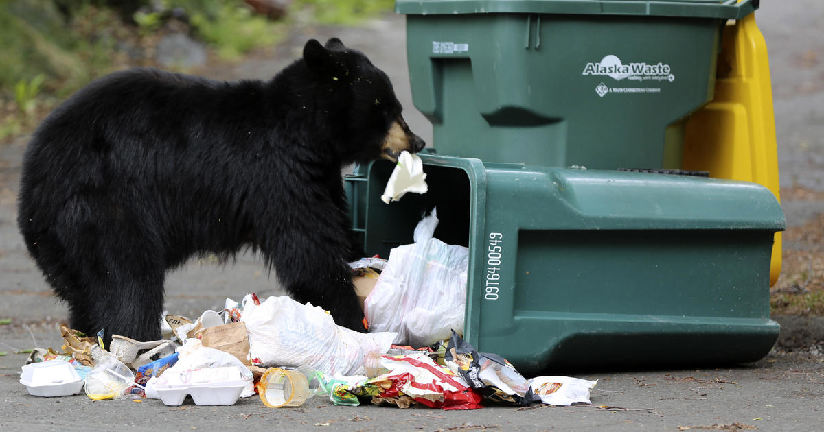 „Изключително развълнувана“ мечка обвини множество хора, беше убита от полицията в Аляска