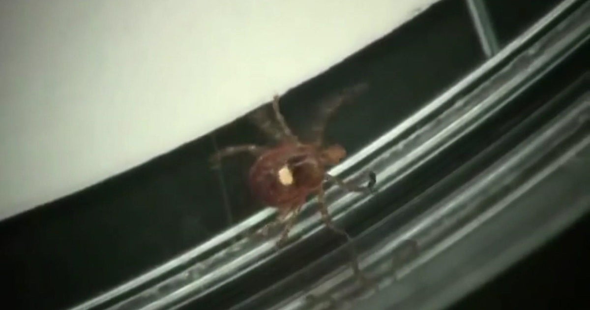 How prevalent is the lone star tick in Minnesota How prevalent is the lone star tick in Minnesota