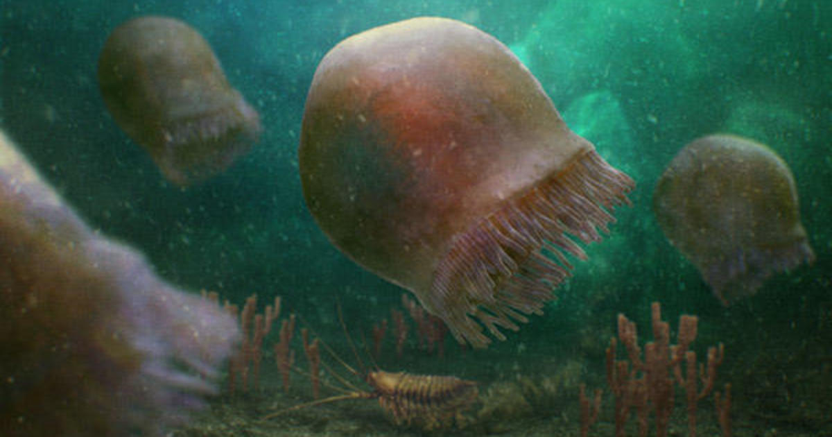 Най-старите известни видове плуващи медузи в света, открити в „изключителни“ вкаменелости, заровени в планините на Канада