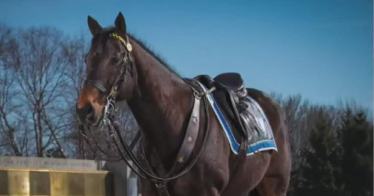 Newest Chicago police horse named for fallen Officer Ella French - CBS ...