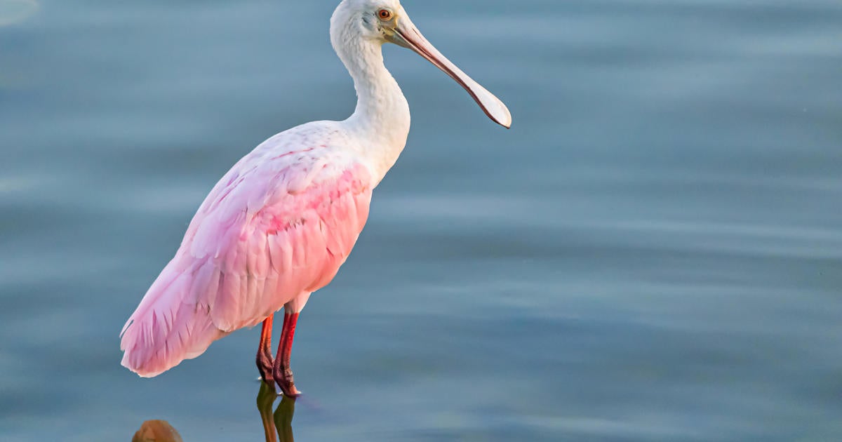 Birders flock to Green Bay to catch glimpse of Gulf Coast shorebird last seen in Wisconsin in 1845