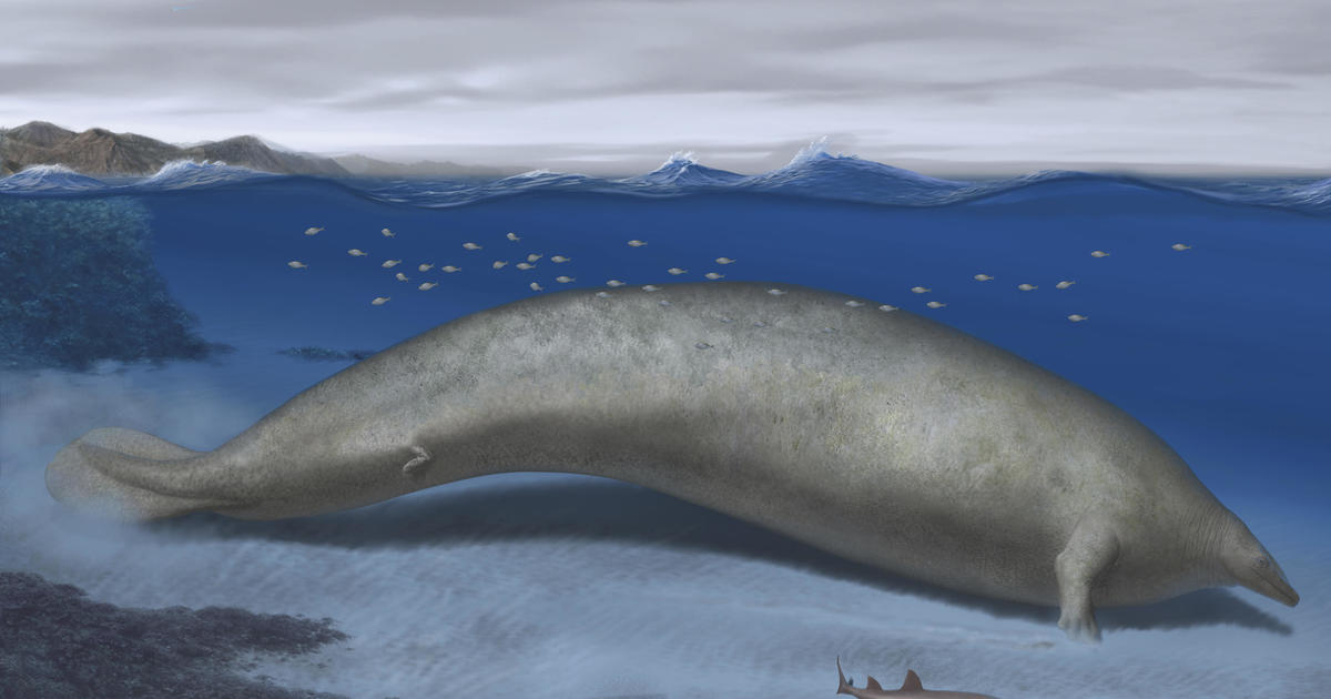 Новооткрит кит, живял преди почти 40 милиона години, може да бъде „най-тежкото животно, съществувало някога“, казват експерти