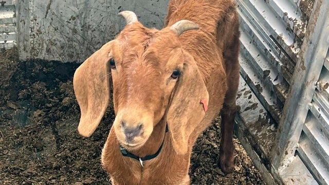Missing Texas rodeo goat 