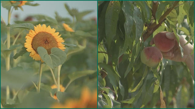 sunflowers-peaches.jpg 