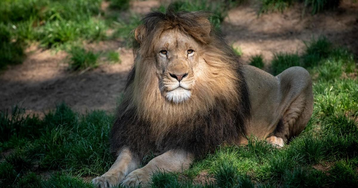 Pittsburgh Zoo announces death of Kit the Lion