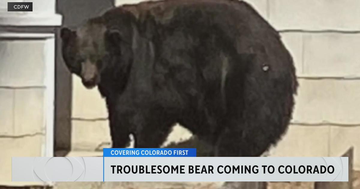 Hank the Tank, notorious Lake Tahoe bear, being sent to Colorado rehab -  CBS Colorado