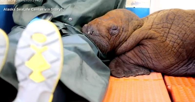 Little one walrus bottle-fed, rescued by team right after staying miles away from Alaska’s North Slope Little one walrus bottle-fed, rescued by team right after staying miles away from Alaska’s North Slope