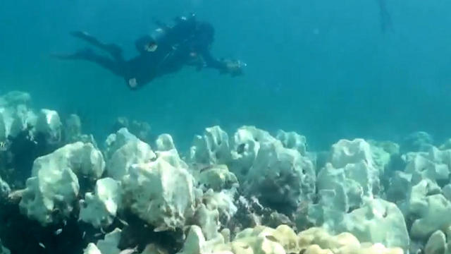 saving-coral-reefs-1280.jpg 