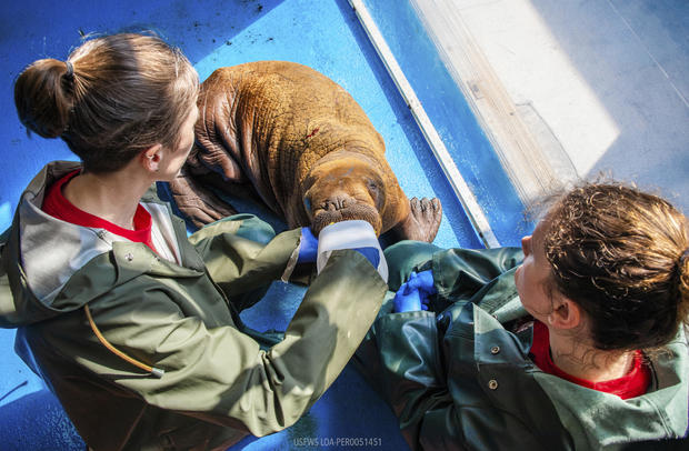Alaska Rescued Walrus Calf 