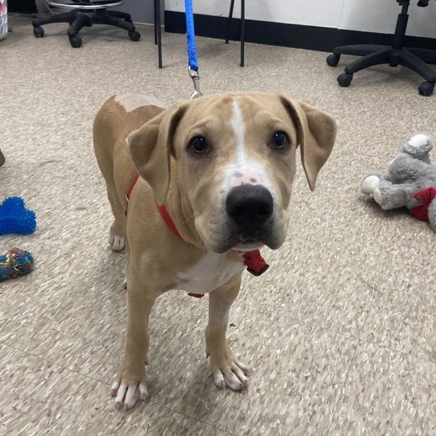 grits-is-a-four-month-old-labrador-retriever-mix-in-boston-who-eligible.jpg 