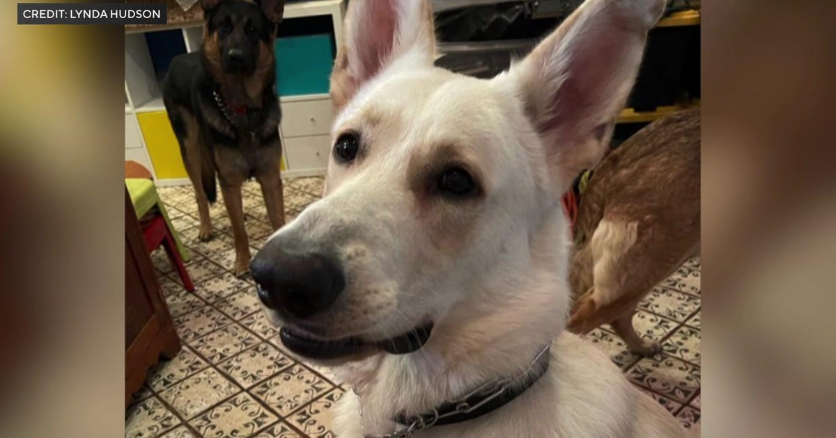 German Shepherd accused of attacking at least 4 small dogs on the Upper East Side, fatally injuring 1