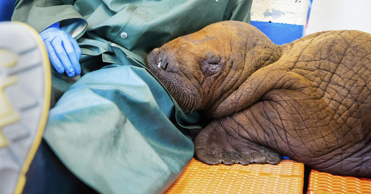 Спасено бебе морж, което е получавало денонощни“ гушкания като част