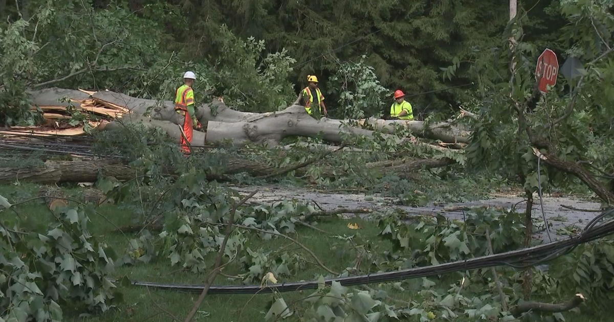 Storm Video: Trees falling due to high winds across the region