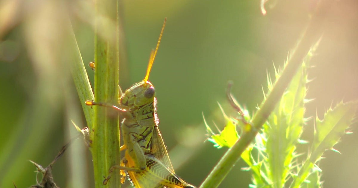 Why Are There So Many Grasshoppers 2025