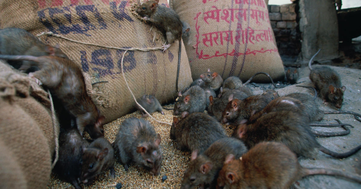 Rodenticide misuse accounting for rise of 'super rats' - Farmers Weekly