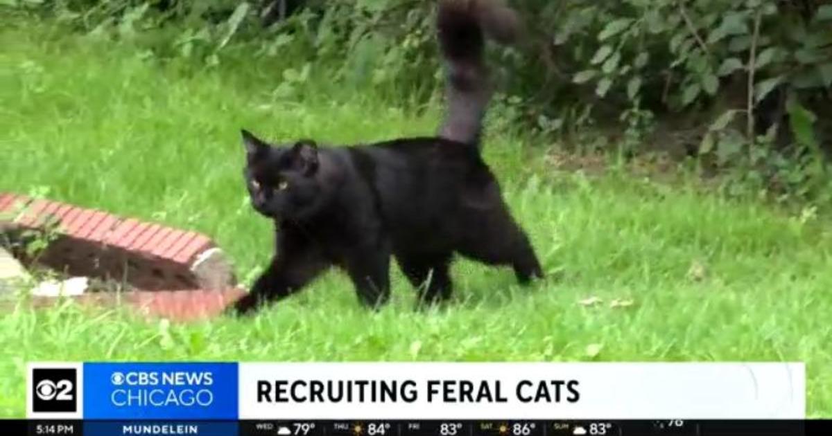 Trapping Feral Cats - Pest Control Technology