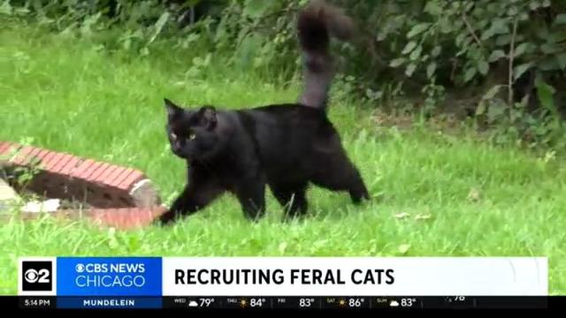 Niles tackles exploding rat population with the help of feral cats.jpg 