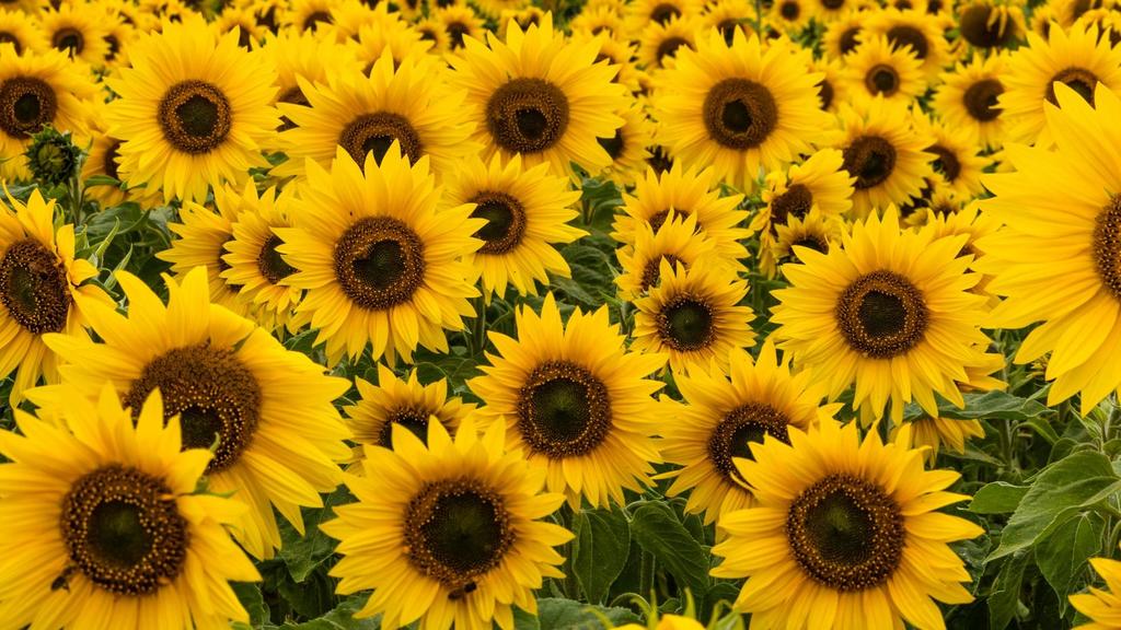 To Do List: Sunflowers, Arts and Culture Festival, Summer Flicks at
the Prudential Center