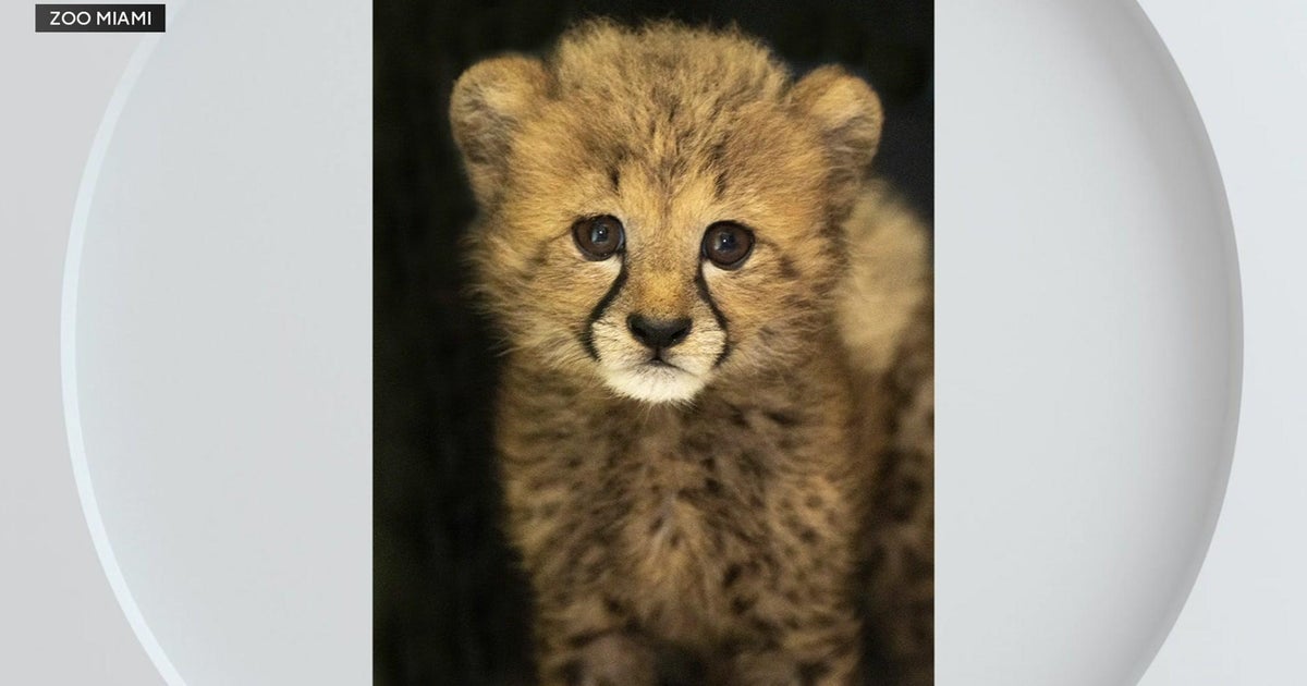 Zoo Miami welcomes Winston the cheetah, new animal ambassador Zoo Miami welcomes Winston the cheetah, new animal ambassador