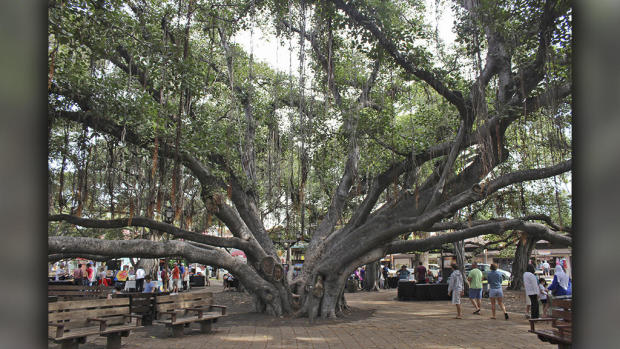 Banyan Tree - Hawaii 