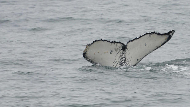 conor-knighton-whale.jpg 