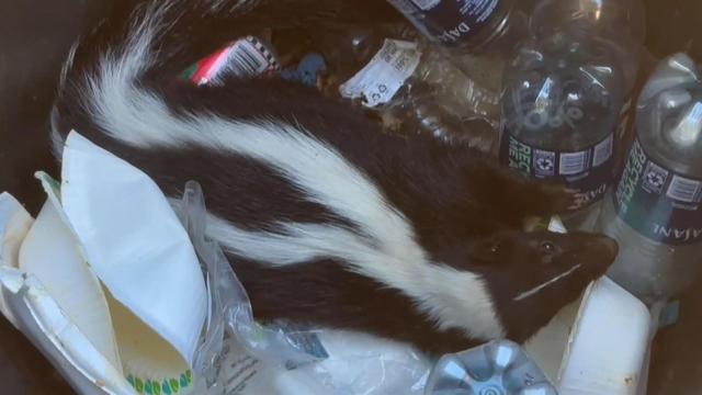 skunk-stuck.jpg 