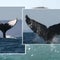 Identifying humpback whales online