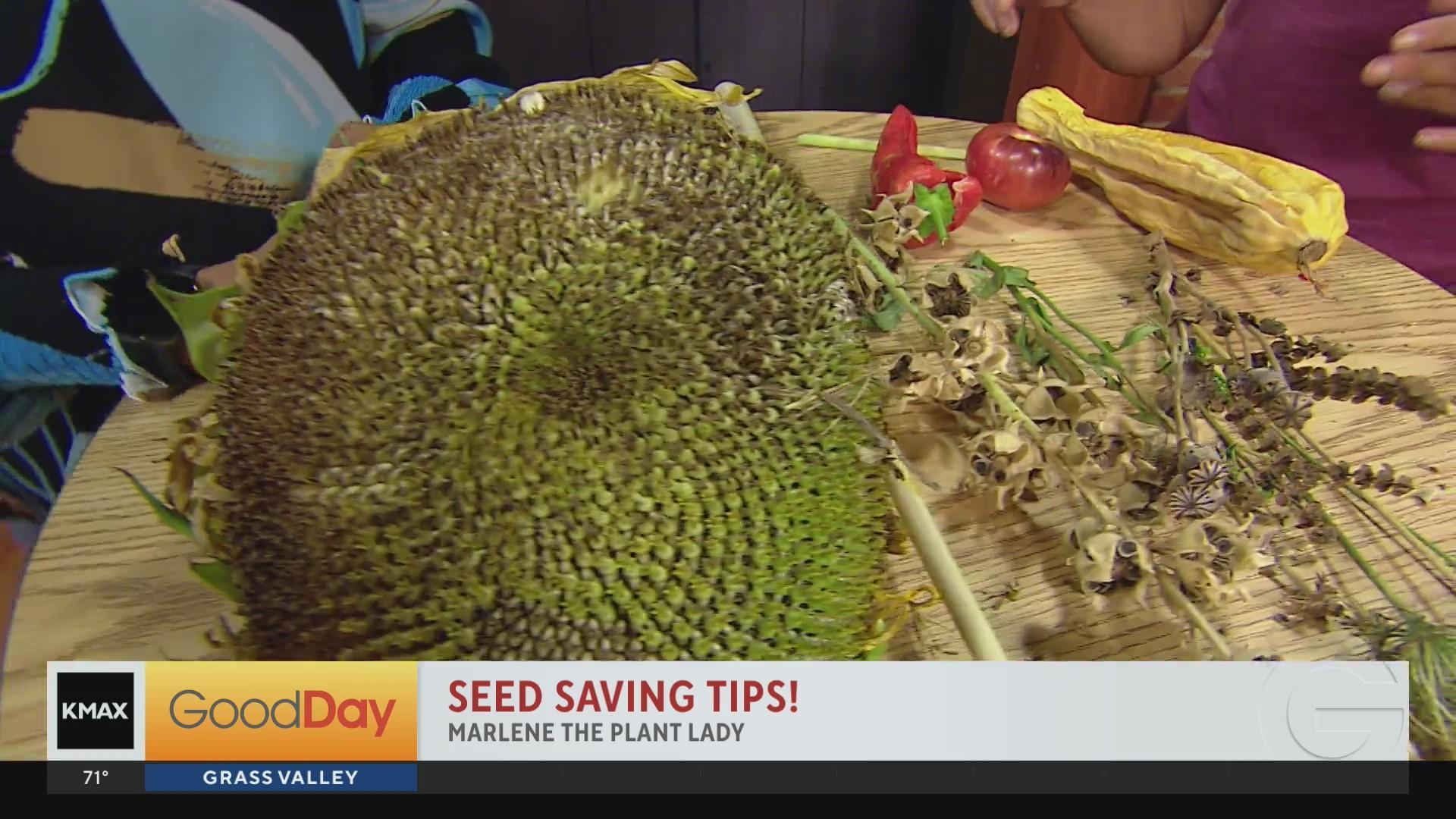 Seed Saving Tips