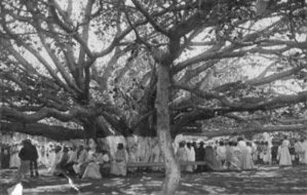 banyan-tree-1908.jpg 