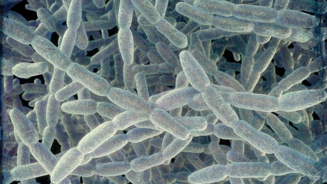Legionella pneumophila bacteria, illustration 